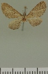  (Eupithecia JLC00396Zw - JLC ZW Lep 00396)  @11 [ ] Copyright (2010) Unspecified Research Collection of Juergen Lenz
