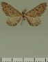  (Eupithecia JLC00397Zw - JLC ZW Lep 00397)  @11 [ ] Copyright (2010) Unspecified Research Collection of Juergen Lenz