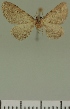  (Eupithecia JLC00398Zw - JLC ZW Lep 00398)  @11 [ ] Copyright (2010) Unspecified Research Collection of Juergen Lenz