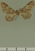  (Eupithecia JLC00399Zw - JLC ZW Lep 00399)  @11 [ ] Copyright (2010) Unspecified Research Collection of Juergen Lenz