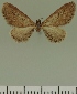  (Eupithecia JLC00400Zw - JLC ZW Lep 00400)  @11 [ ] Copyright (2010) Unspecified Research Collection of Juergen Lenz