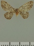  (Eupithecia JLC00401Zw - JLC ZW Lep 00401)  @11 [ ] Copyright (2010) Unspecified Research Collection of Juergen Lenz