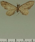 (Eupithecia JLC00403Zw - JLC ZW Lep 00403)  @11 [ ] Copyright (2010) Unspecified Research Collection of Juergen Lenz