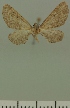  (Eupithecia JLC00405Zw - JLC ZW Lep 00405)  @11 [ ] Copyright (2010) Unspecified Research Collection of Juergen Lenz