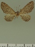  (Eupithecia JLC00406Zw - JLC ZW Lep 00406)  @11 [ ] Copyright (2010) Unspecified Research Collection of Juergen Lenz