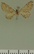 (Eupithecia JLC00407Zw - JLC ZW Lep 00407)  @11 [ ] Copyright (2010) Unspecified Research Collection of Juergen Lenz