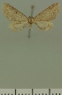  (Eupithecia JLC00408Zw - JLC ZW Lep 00408)  @11 [ ] Copyright (2010) Unspecified Research Collection of Juergen Lenz