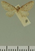  (Eupithecia JLC00409Zw - JLC ZW Lep 00409)  @11 [ ] Copyright (2010) Unspecified Research Collection of Juergen Lenz