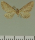  (Eupithecia JLC00410Zw - JLC ZW Lep 00410)  @11 [ ] Copyright (2010) Unspecified Research Collection of Juergen Lenz