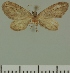  (Eupithecia JLC00411Zw - JLC ZW Lep 00411)  @11 [ ] Copyright (2010) Unspecified Research Collection of Juergen Lenz