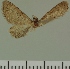  (Eupithecia JLC00413Zw - JLC ZW Lep 00413)  @11 [ ] Copyright (2010) Unspecified Research Collection of Juergen Lenz