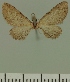  (Eupithecia JLC00414Zw - JLC ZW Lep 00414)  @11 [ ] Copyright (2010) Unspecified Research Collection of Juergen Lenz