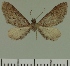  ( - JLC ZW Lep 00415)  @14 [ ] Copyright (2010) Unspecified Research Collection of Juergen Lenz
