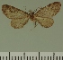  (Eupithecia JLC00416Zw - JLC ZW Lep 00416)  @11 [ ] Copyright (2010) Unspecified Research Collection of Juergen Lenz