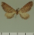  (Eupithecia JLC00418Zw - JLC ZW Lep 00418)  @11 [ ] Copyright (2010) Unspecified Research Collection of Juergen Lenz