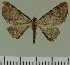 ( - JLC ZW Lep 00420)  @13 [ ] Copyright (2010) Unspecified Research Collection of Juergen Lenz