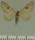 ( - JLC ZW Lep 00421)  @12 [ ] Copyright (2010) Unspecified Research Collection of Juergen Lenz
