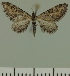  (Eupithecia BOLD:AAM0371 - JLC ZW Lep 00422)  @13 [ ] Copyright (2010) Unspecified Research Collection of Juergen Lenz
