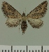  (Eupithecia JLC00423Zw - JLC ZW Lep 00423)  @11 [ ] Copyright (2010) Unspecified Research Collection of Juergen Lenz