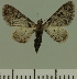  (Eupithecia BOLD:ACF4404 - JLC ZW Lep 00424)  @13 [ ] Copyright (2010) Unspecified Research Collection of Juergen Lenz