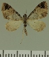  (Eupithecia JLC00429Zw - JLC ZW Lep 00429)  @12 [ ] Copyright (2010) Unspecified Research Collection of Juergen Lenz