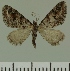  (Eupithecia JLC00430Zw - JLC ZW Lep 00430)  @13 [ ] Copyright (2010) Unspecified Research Collection of Juergen Lenz