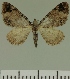  (Eupithecia JLC00431Zw - JLC ZW Lep 00431)  @13 [ ] Copyright (2010) Unspecified Research Collection of Juergen Lenz