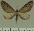  (Eupithecia JLC00432Zw - JLC ZW Lep 00432)  @14 [ ] Copyright (2010) Unspecified Research Collection of Juergen Lenz