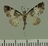  (Eupithecia JLC00434Zw - JLC ZW Lep 00434)  @13 [ ] Copyright (2010) Unspecified Research Collection of Juergen Lenz