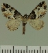  (Eupithecia albistrigata - JLC ZW Lep 00435)  @13 [ ] Copyright (2010) Unspecified Research Collection of Juergen Lenz