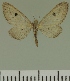  (Eupithecia jeanneli - JLC ZW Lep 00438)  @12 [ ] Copyright (2010) Unspecified Research Collection of Juergen Lenz