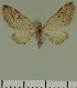  (Eupithecia JLC00439Zw - JLC ZW Lep 00439)  @12 [ ] Copyright (2010) Unspecified Research Collection of Juergen Lenz