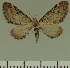  (Eupithecia electreofasciata - JLC ZW Lep 00442)  @13 [ ] Copyright (2010) Unspecified Research Collection of Juergen Lenz