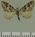  (Eupithecia JLC00444Zw - JLC ZW Lep 00444)  @13 [ ] Copyright (2010) Unspecified Research Collection of Juergen Lenz
