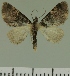  (Eupithecia JLC00445Zw - JLC ZW Lep 00445)  @14 [ ] Copyright (2010) Unspecified Research Collection of Juergen Lenz