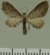 (Eupithecia JLC00448Zw - JLC ZW Lep 00448)  @12 [ ] Copyright (2010) Unspecified Research Collection of Juergen Lenz
