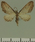  (Eupithecia JLC00451Zw - JLC ZW Lep 00451)  @12 [ ] Copyright (2010) Unspecified Research Collection of Juergen Lenz
