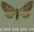  (Eupithecia JLC00455Zw - JLC ZW Lep 00455)  @13 [ ] Copyright (2010) Unspecified Research Collection of Juergen Lenz