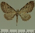  (Eupithecia JLC00456Zw - JLC ZW Lep 00456)  @13 [ ] Copyright (2010) Unspecified Research Collection of Juergen Lenz