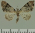  (Eupithecia JLC00457Zw - JLC ZW Lep 00457)  @11 [ ] Copyright (2010) Unspecified Research Collection of Juergen Lenz