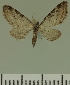  (Eupithecia JLC00459Zw - JLC ZW Lep 00459)  @12 [ ] Copyright (2010) Unspecified Research Collection of Juergen Lenz