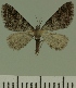  (Eupithecia JLC00460Zw - JLC ZW Lep 00460)  @13 [ ] Copyright (2010) Unspecified Research Collection of Juergen Lenz