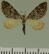  (Eupithecia JLC00462Zw - JLC ZW Lep 00462)  @14 [ ] Copyright (2010) Unspecified Research Collection of Juergen Lenz