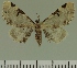  (Eupithecia inquinata - JLC ZW Lep 00463)  @13 [ ] Copyright (2010) Unspecified Research Collection of Juergen Lenz