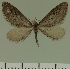  (Eupithecia JLC00464Zw - JLC ZW Lep 00464)  @14 [ ] Copyright (2010) Unspecified Research Collection of Juergen Lenz