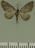 (Eupithecia JLC00466Zw - JLC ZW Lep 00466)  @12 [ ] Copyright (2010) Unspecified Research Collection of Juergen Lenz