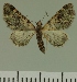  (Eupithecia JLC00467Zw - JLC ZW Lep 00467)  @11 [ ] Copyright (2010) Unspecified Research Collection of Juergen Lenz