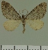  (Eupithecia JLC00468Zw - JLC ZW Lep 00468)  @13 [ ] Copyright (2010) Unspecified Research Collection of Juergen Lenz