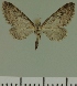  (Eupithecia JLC00469Zw - JLC ZW Lep 00469)  @12 [ ] Copyright (2010) Unspecified Research Collection of Juergen Lenz