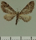  (Eupithecia JLC00470Zw - JLC ZW Lep 00470)  @12 [ ] Copyright (2010) Unspecified Research Collection of Juergen Lenz